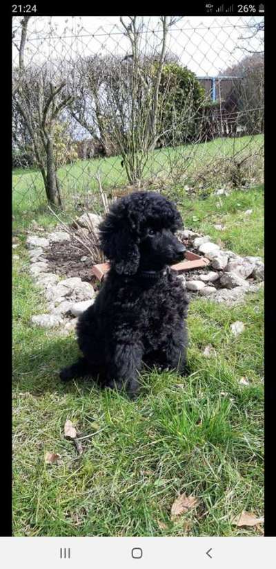 Welpen Bilder !-Beitrag-Bild