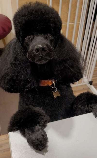 Zeigt her eure Pudel-Beitrag-Bild