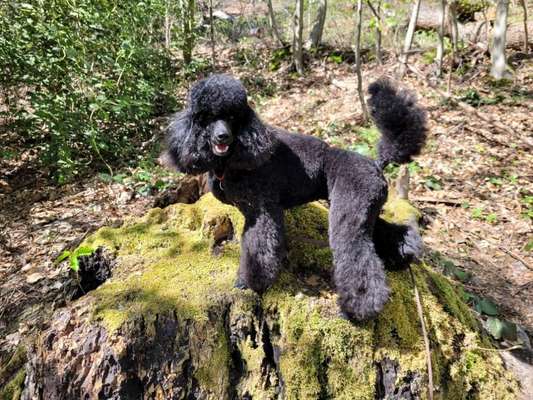 Alles rund um den Pudel-Beitrag-Bild