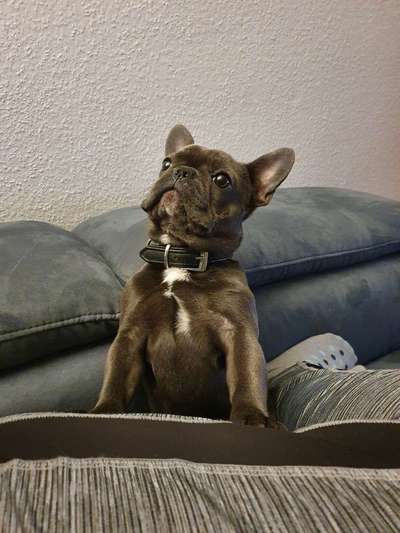 Französische Bulldoggen-Beitrag-Bild