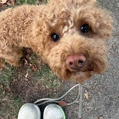 Hundetreffen-kleine Zwergpudeldame sucht play buddy!:)-Bild