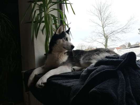 Unsere Fellnasen im Regenbogenland-Beitrag-Bild