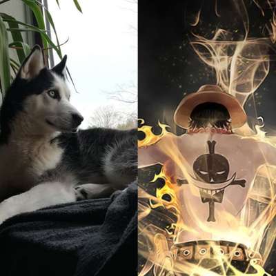 Wie heißt dein Hund?-Beitrag-Bild