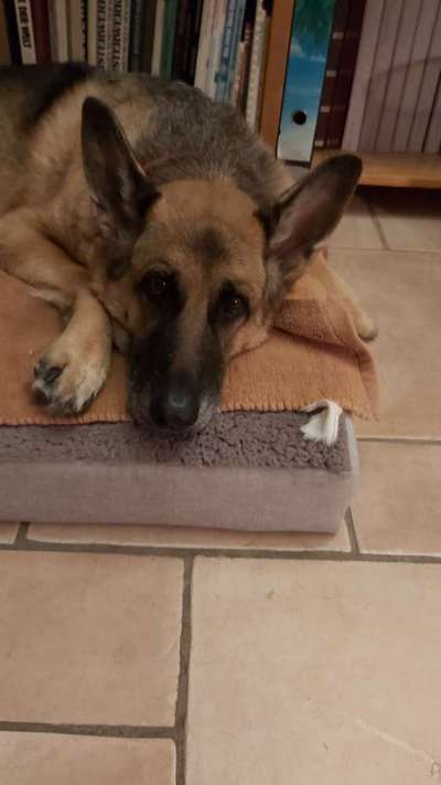 Arthrose, Librela - Injektionen-Beitrag-Bild