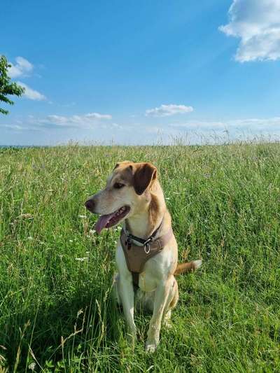 Hundetreffen-Gassi- und Spielgefährten gesucht-Bild