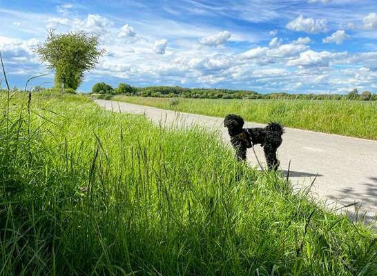 Die Dogorama Kalender Challenge 4/4-Beitrag-Bild