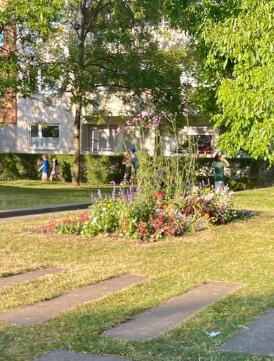 Giftköder-BLAUKORN - am Laimer Anger in Laim-Bild