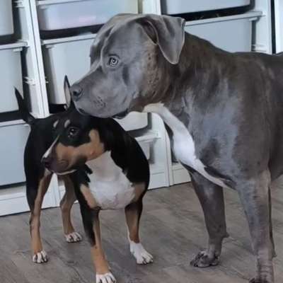 Hundetreffen-Hunde/Welpentreff Stade