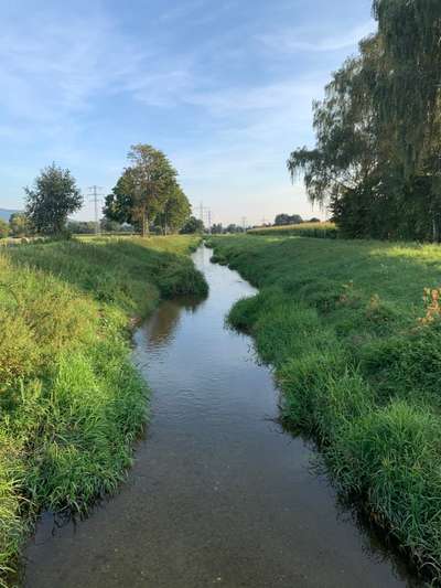 Hundetreffen-Gassirunde in Bühl - Weststadt-Bild