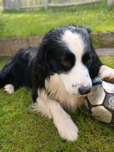Hundetreffen-Spiel und Gassi Runde-Bild