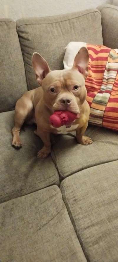 Mischlinge raten - Rätselspaß-Beitrag-Bild