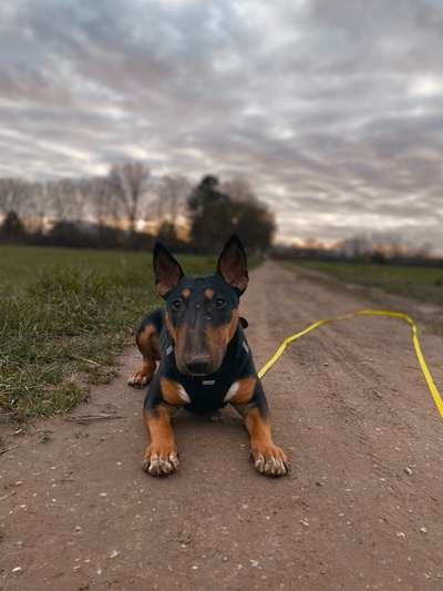 Wie kamst du zu deinem Hund?-Beitrag-Bild