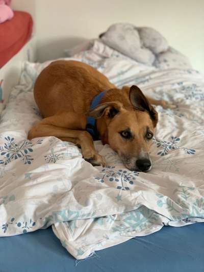 Podencomischling oder Podenco-Beitrag-Bild