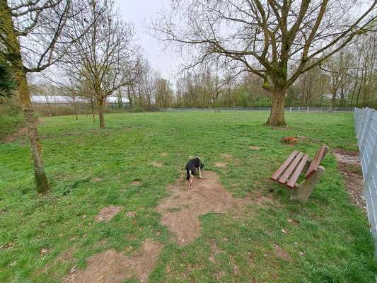 Hundeauslaufgebiet-Hundewiese Neuländer See-Bild