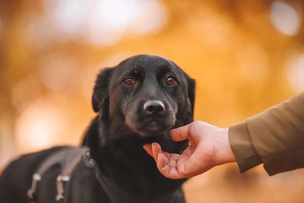 Labradorfans-Beitrag-Bild