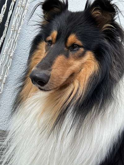 Langhaar Collies-Beitrag-Bild
