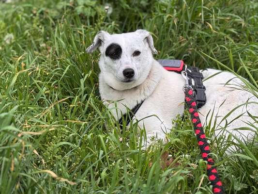 Tierschutzhunde suchen ein Zuhause-Beitrag-Bild