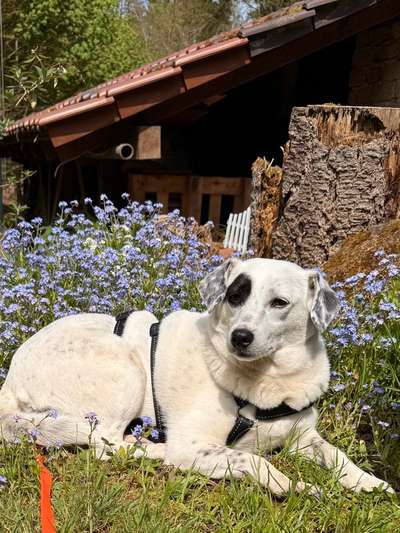 Tierschutzhunde suchen ein Zuhause-Beitrag-Bild