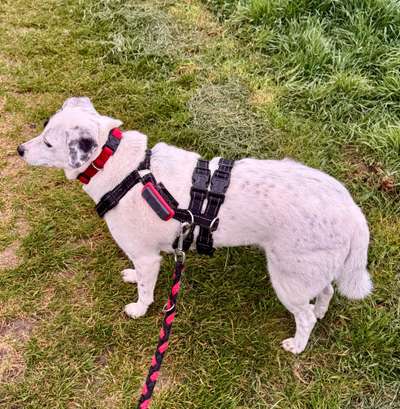 Tierschutzhunde suchen ein Zuhause-Beitrag-Bild