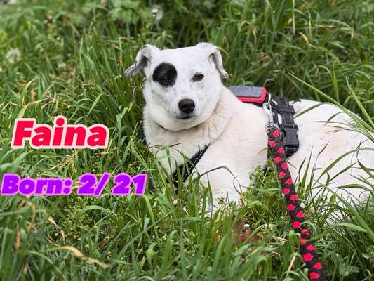 Tierschutzhunde suchen ein Zuhause-Beitrag-Bild