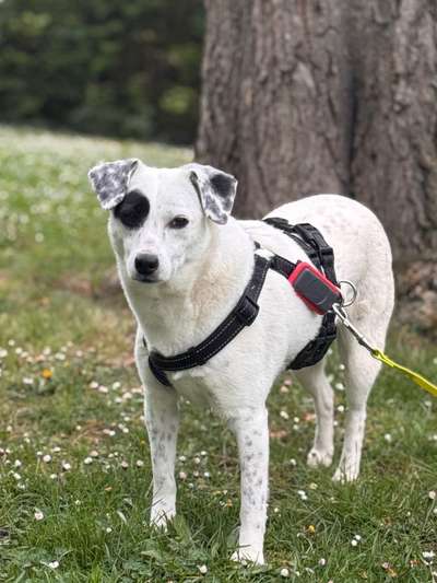 Tierschutzhunde suchen ein Zuhause-Beitrag-Bild