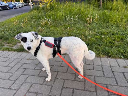 Tierschutzhunde suchen ein Zuhause-Beitrag-Bild
