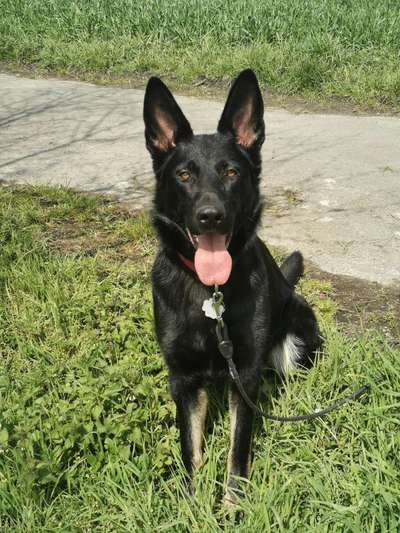 Schäferhund-Beitrag-Bild