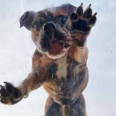 Hundeschulen-Confidence-Hundetreff-Bild