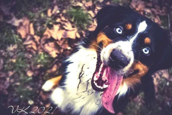 Wo sind die Aussies??-Beitrag-Bild