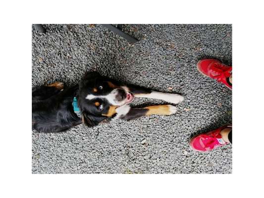 Dein Hund im Dogorama-Kalender 2021-Beitrag-Bild