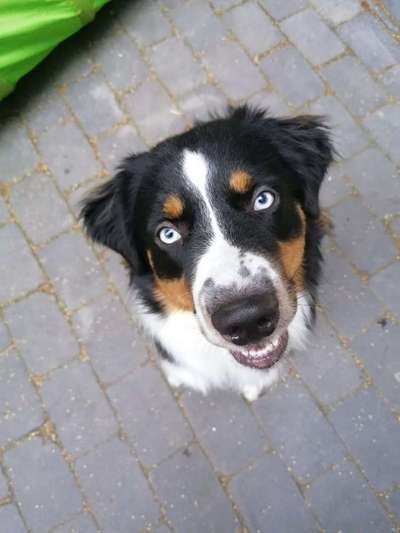 Dein Hund im Dogorama-Kalender 2021-Beitrag-Bild