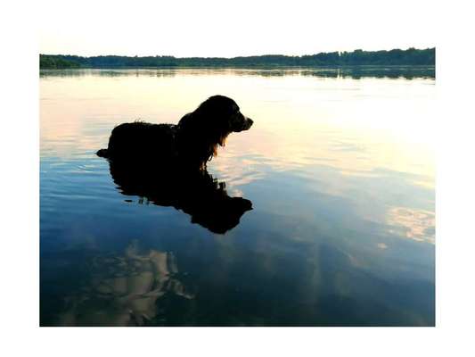 Dein Hund im Dogorama-Kalender 2021-Beitrag-Bild