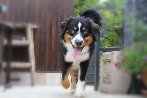 Dein Hund im Dogorama-Kalender 2021-Beitrag-Bild