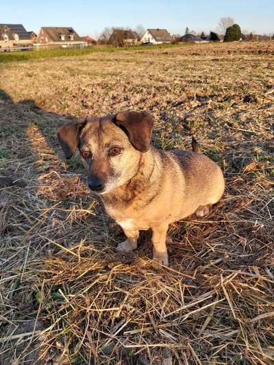 Mischlinge raten - Rätselspaß-Beitrag-Bild