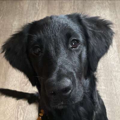 Hundetreffen-Regelmäßige Gassirunde und kontrolliertes Spiel in/um Kaufbeuren-Bild