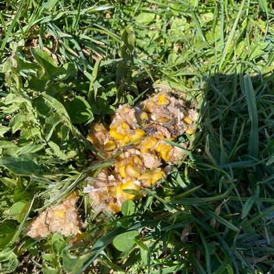 Giftköder-Giftköder Fliegerhorst-Bild