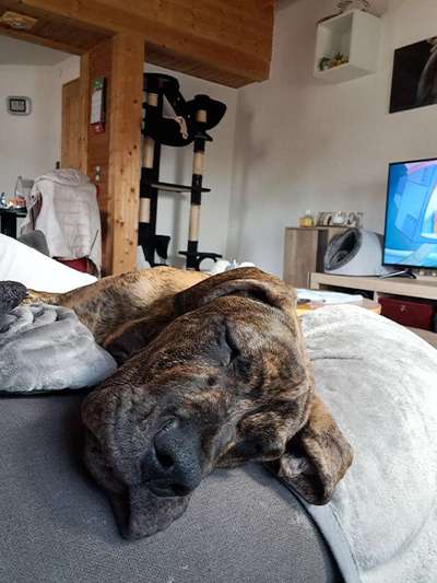 Hundetreffen-Gemeinsame Gassirunden-Bild
