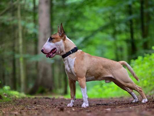 Miniatur Bull Terrier-Beitrag-Bild