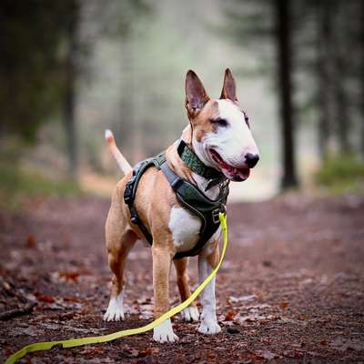 Miniatur Bull Terrier-Beitrag-Bild