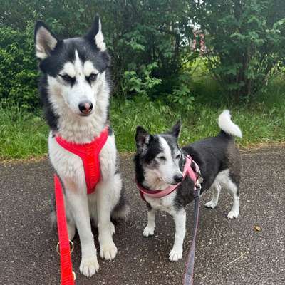 Hundetreffen-Spielpartner und Gassirunden für meine Husky Hündin-Bild