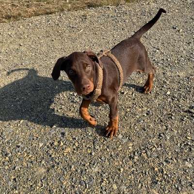 Hundetreffen-Welpentreff-Bild