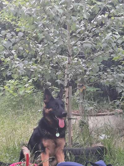 Hundetreffen-Spielpartner gesucht-Bild