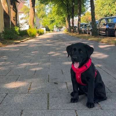 Hundetreffen-Welpentreffen-Bild