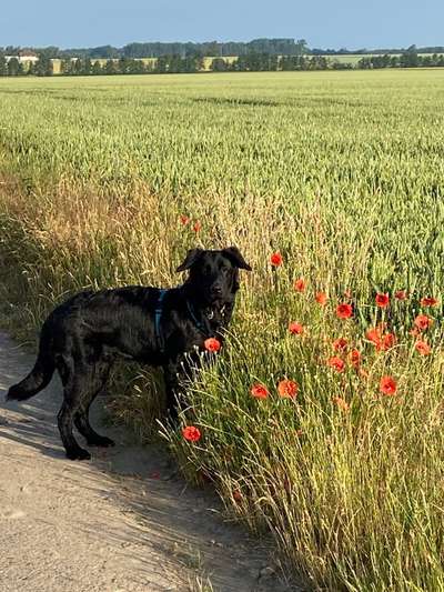 Die Dogorama Kalender Challenge 4/4-Beitrag-Bild