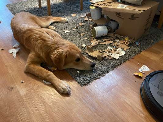 Zeig mir, dass du mit einem hund zusammenlebst....-Beitrag-Bild