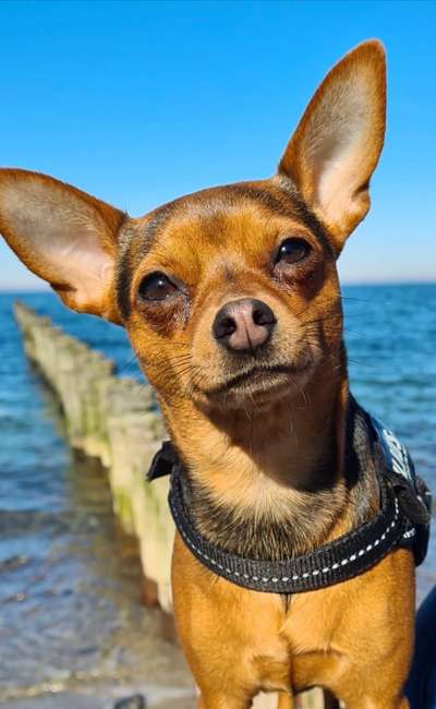 Hundetreffen-Klein Arya braucht ein wenig Hilfe-Bild