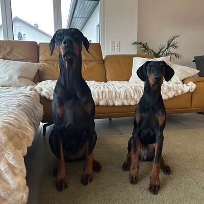 Hundetreffen-Entspannter Spaziergang-Bild