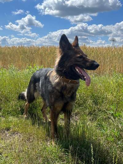 Hundetreffen-Gassi gehen und Spielen-Bild