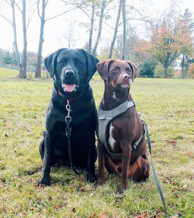 Labradorfans-Beitrag-Bild