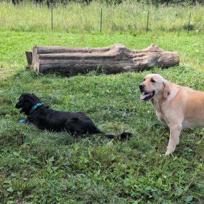 Hundeschulen-Hundeschule-Silvia-Bild